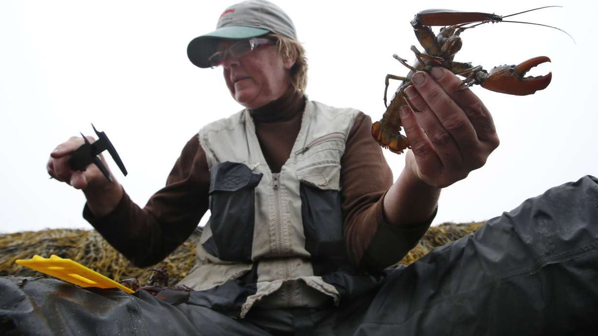 Warming Gulf of Maine imperils lobster, fish catch