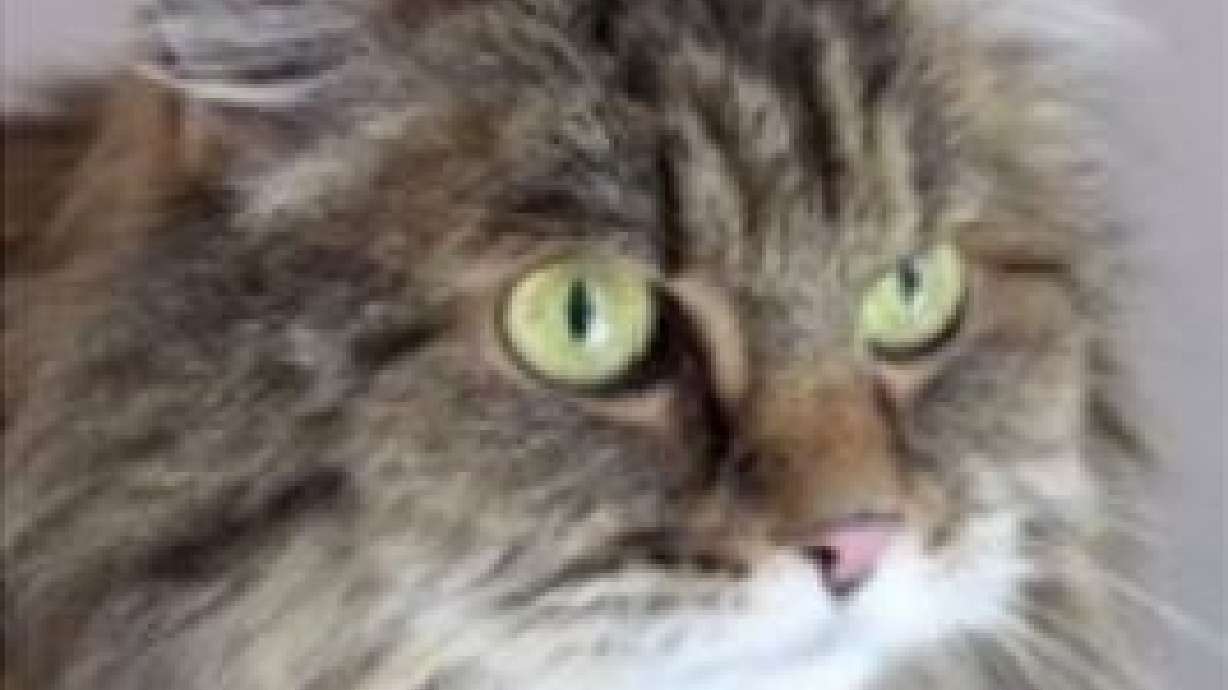 A dying man’s wish for his cat