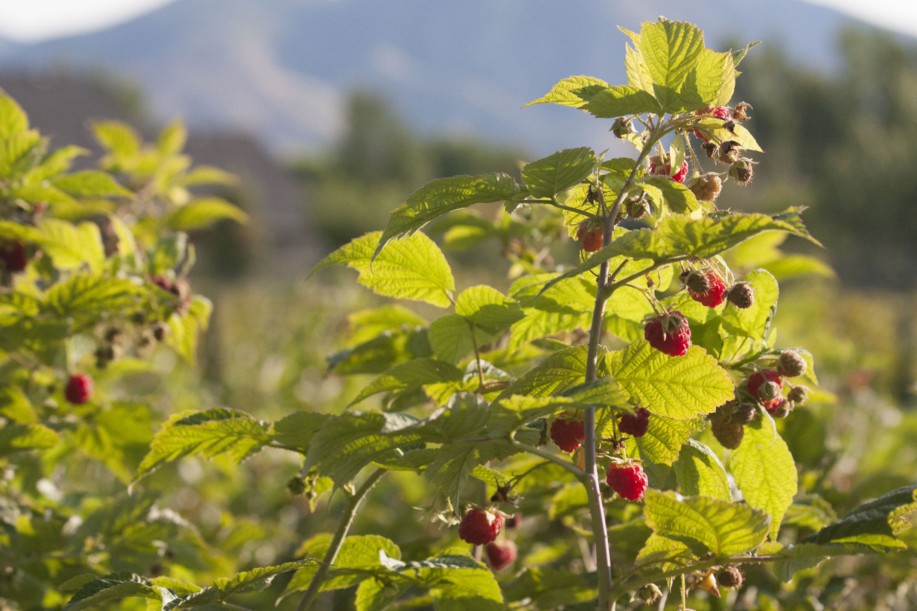 Berries growing at McBride Briar Patch