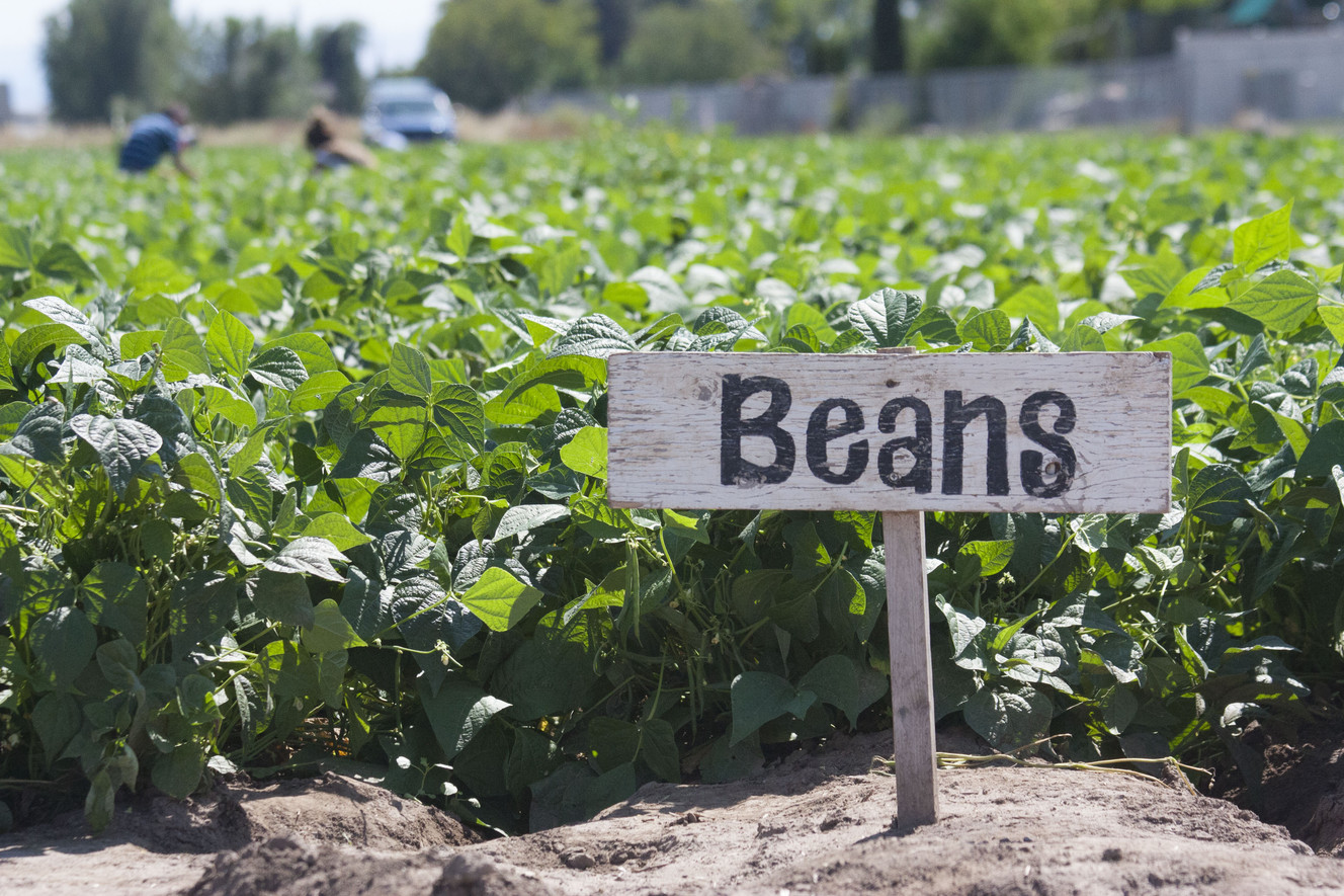 People picking beans in the distance at Day Farms.