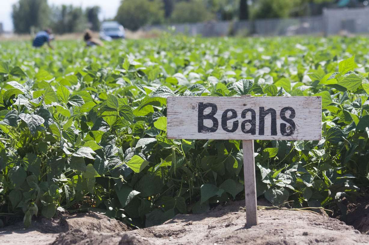 People picking beans in the distance at Day Farms.