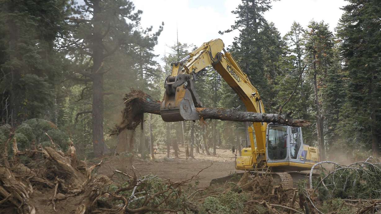 Wildlife groups sue feds over California logging