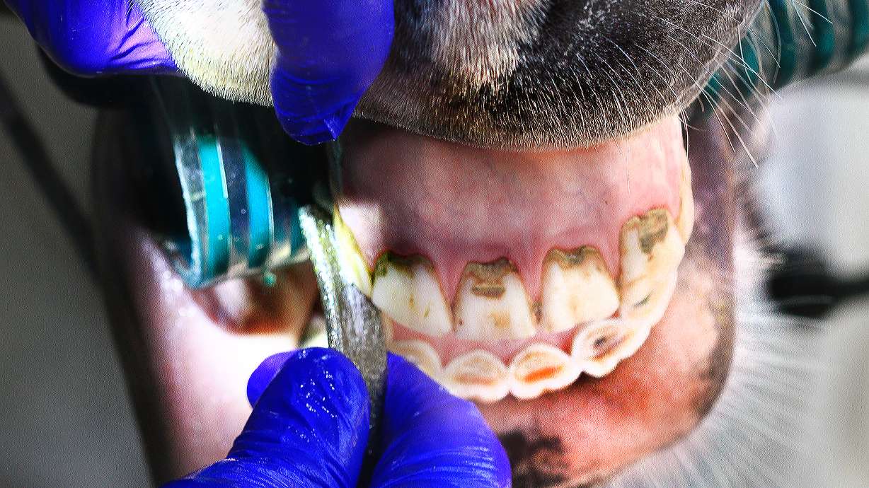 South Texas man works to perfect equine dentistry