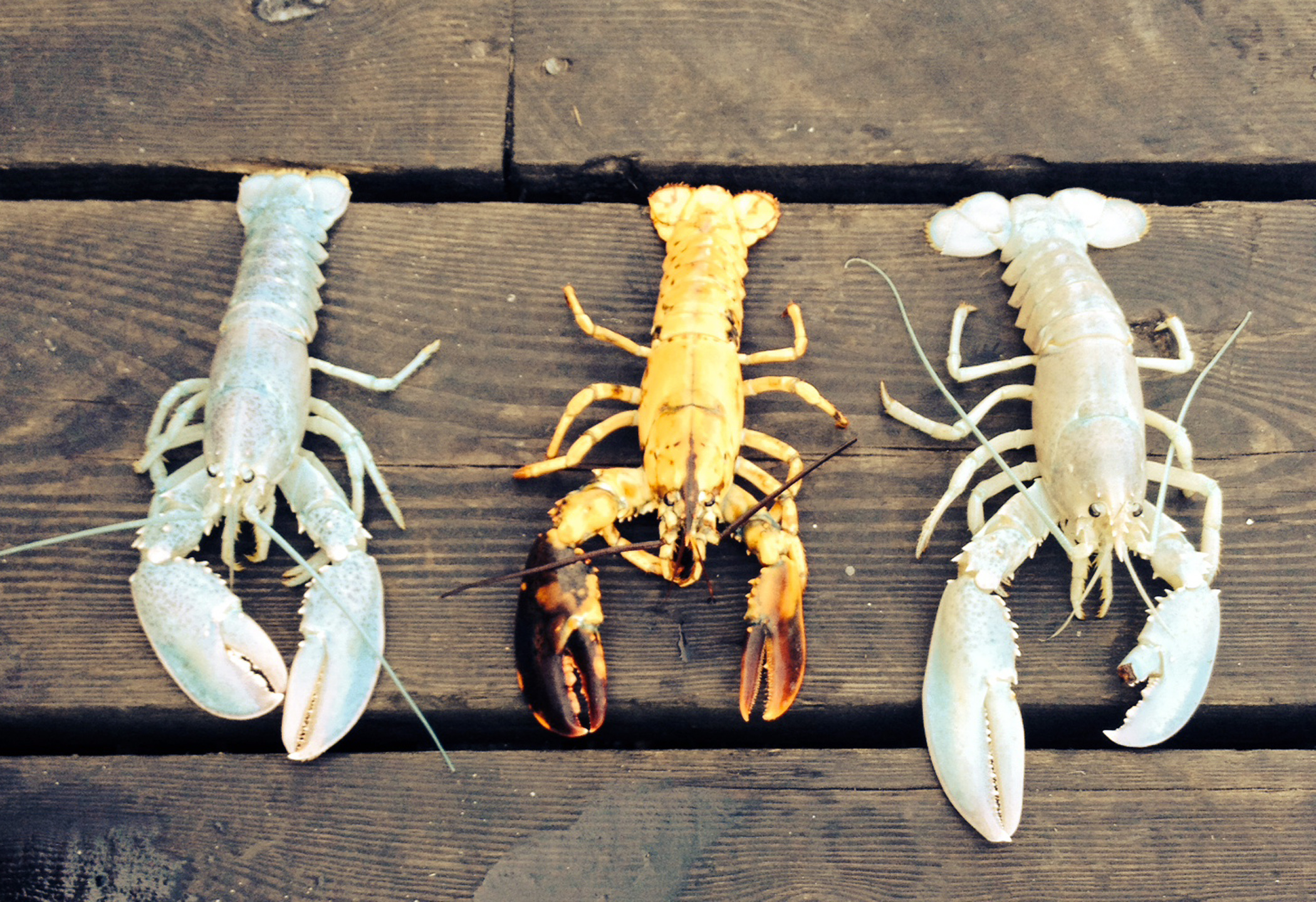 Maine lobstermen catch 2 albino lobsters in week