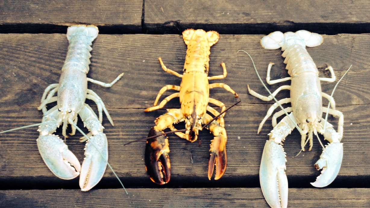 Maine lobstermen catch 2 albino lobsters in week