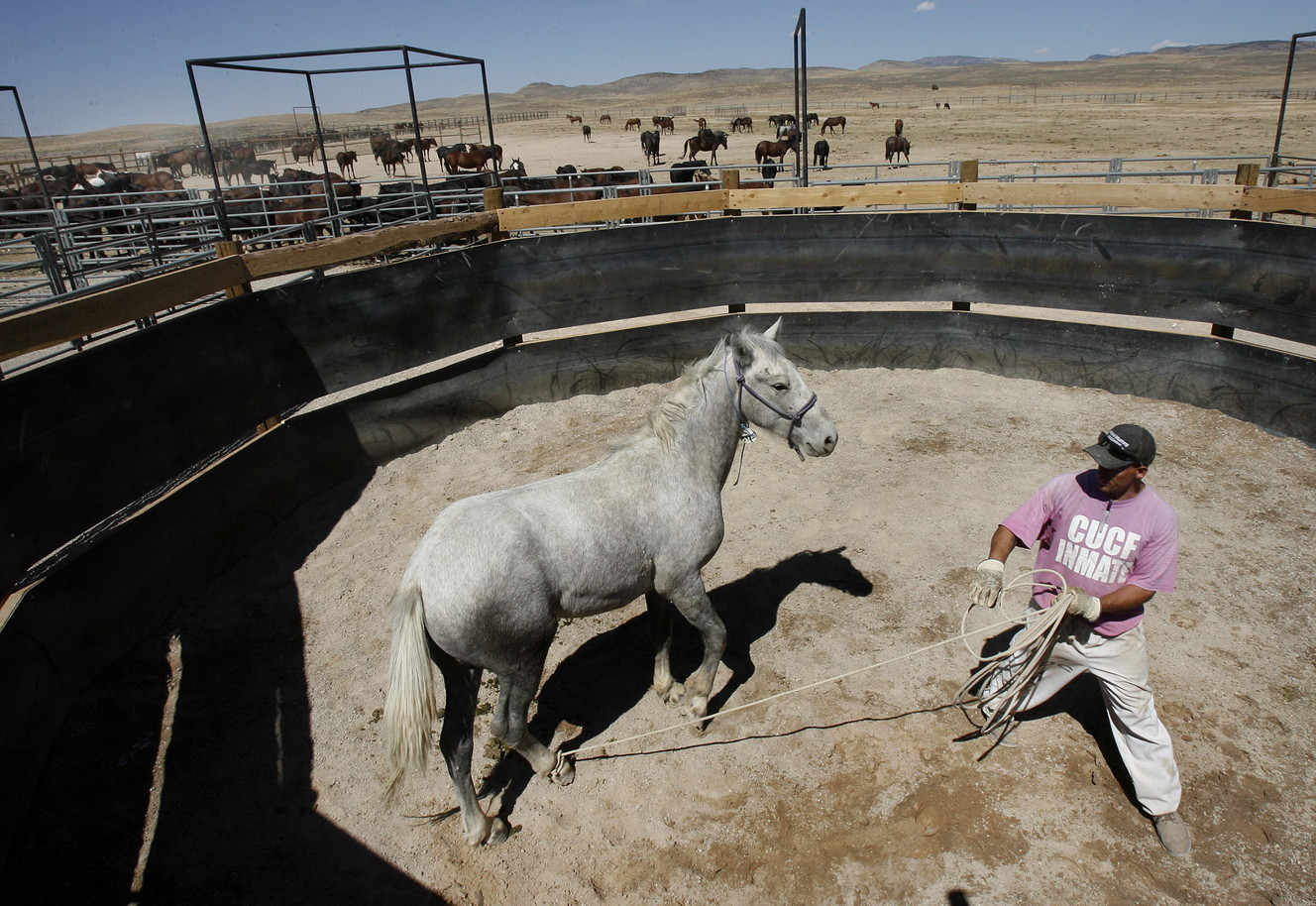 Inmate Tim Andrew works with "Norton" in the round pen with part of the herd in the background as part of the wild horse program at the Gunnison State Prison in Gunnison, Sept. 18, 2007.