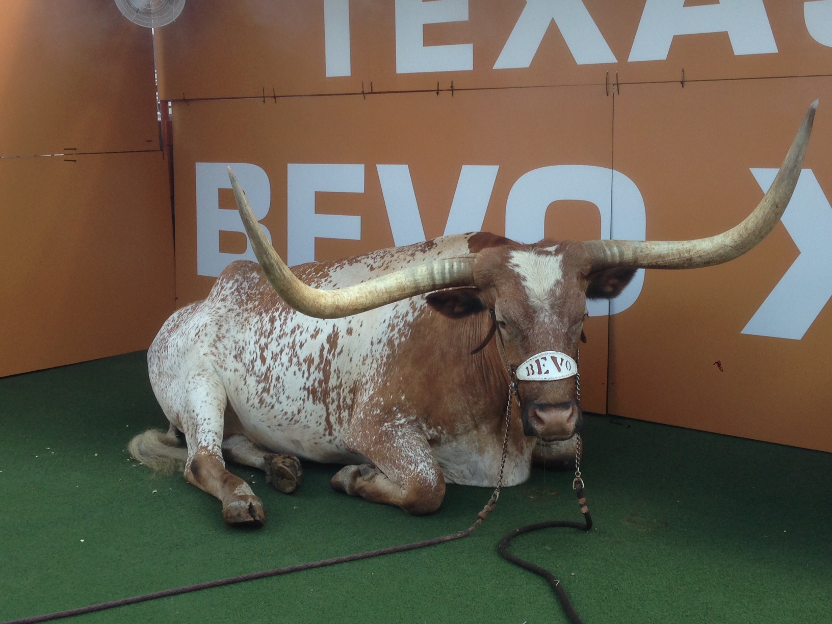 Bevo