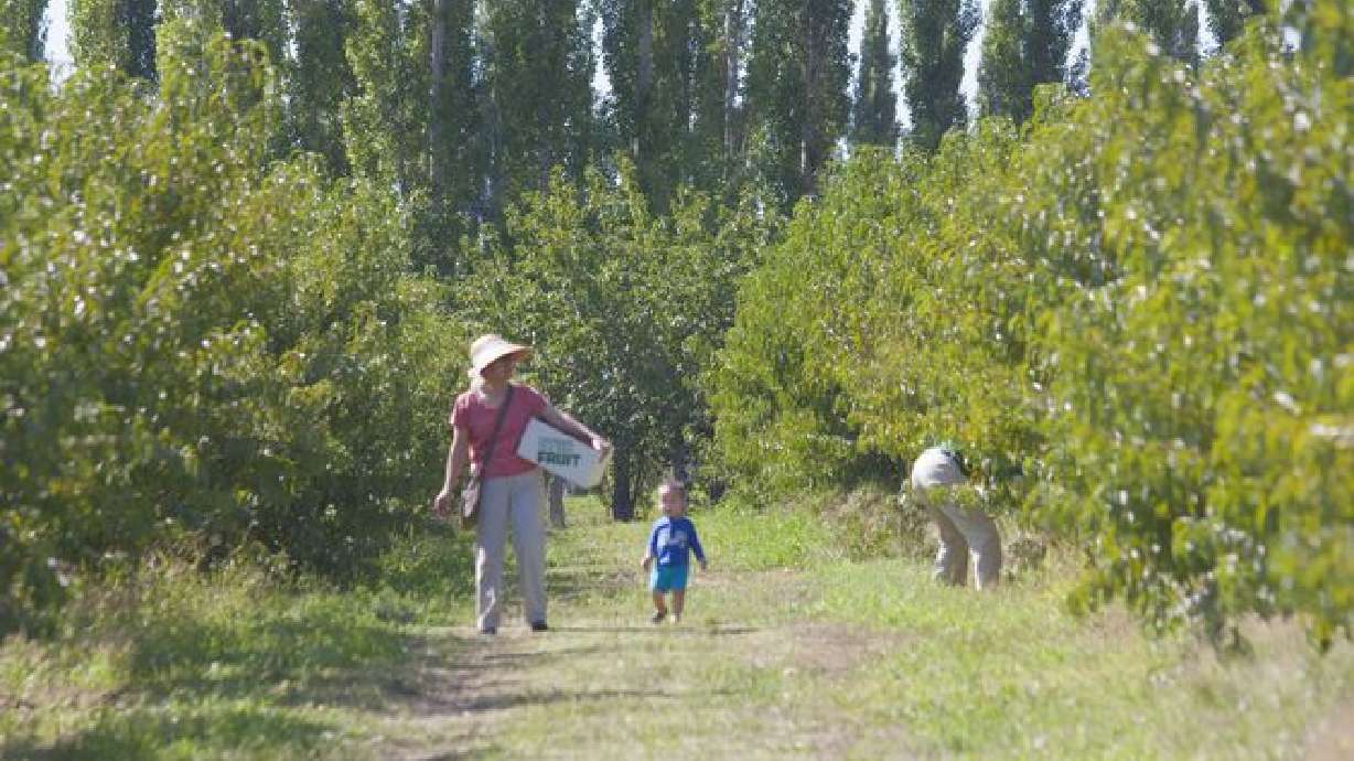 3 encantadoras granjas donde recoger tus propios productos frescos