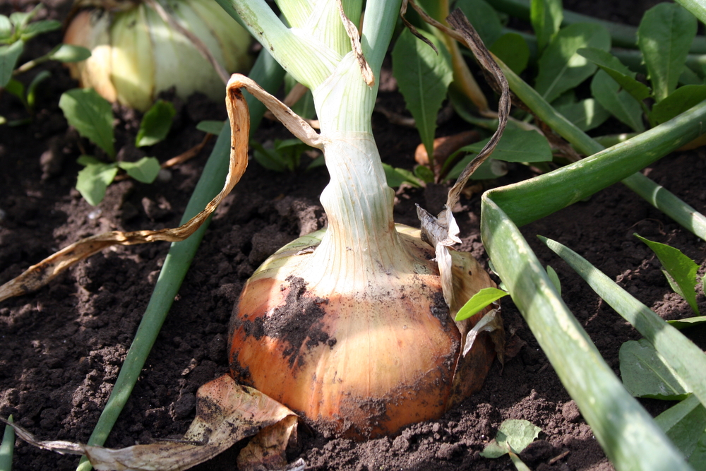 100 onions grown by Maine 5th-graders stolen