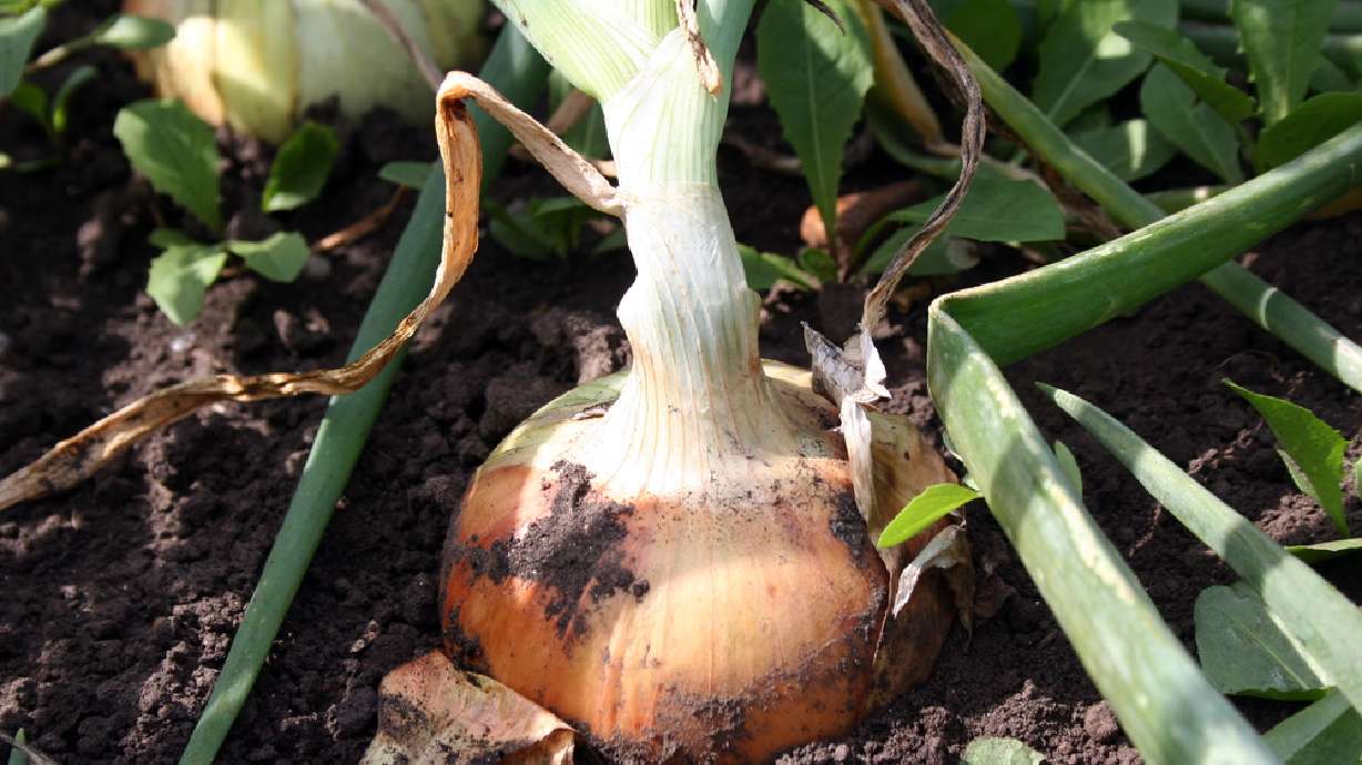 100 onions grown by Maine 5th-graders stolen