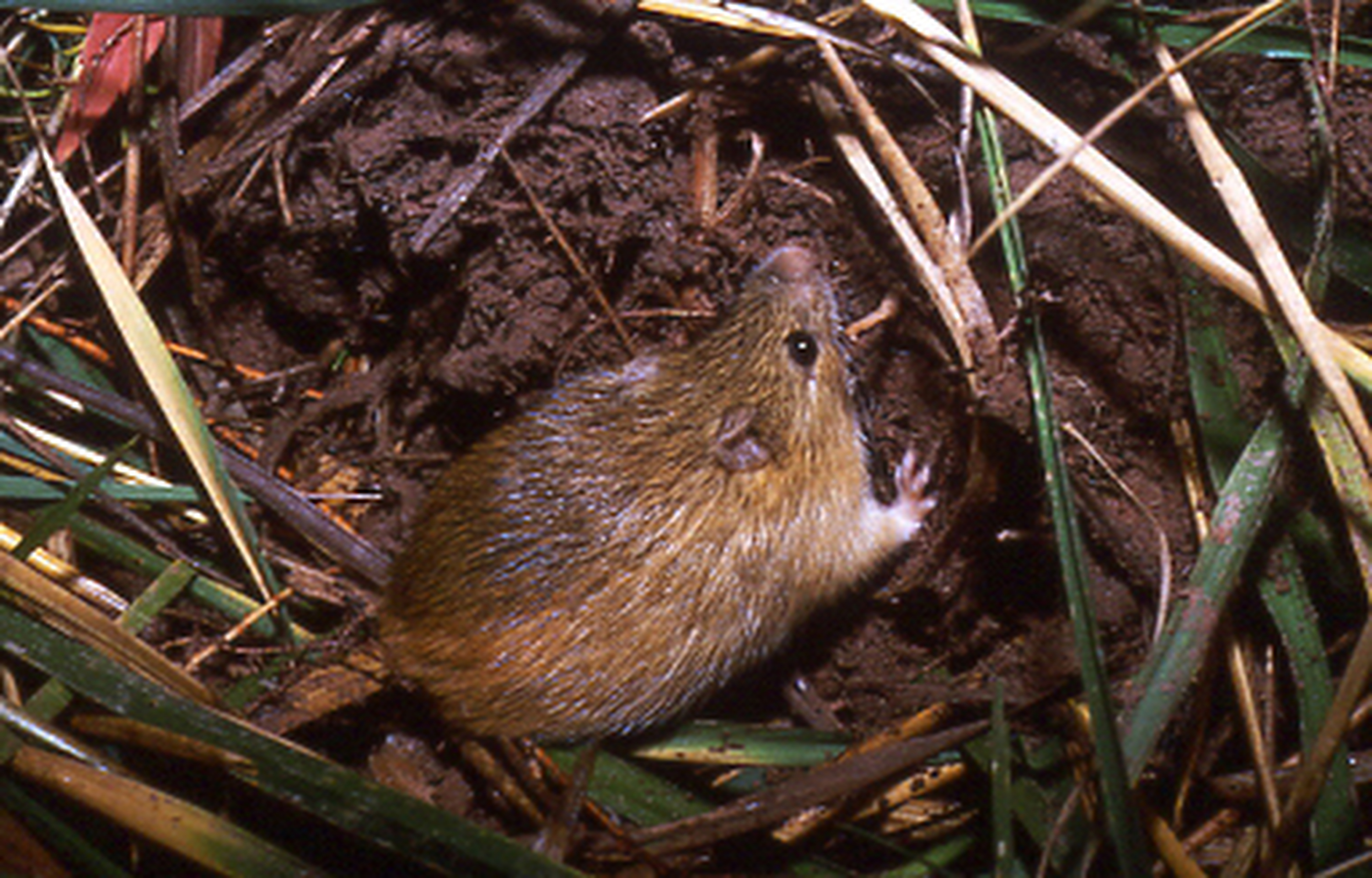 Ranchers sue feds over access to mouse habitat