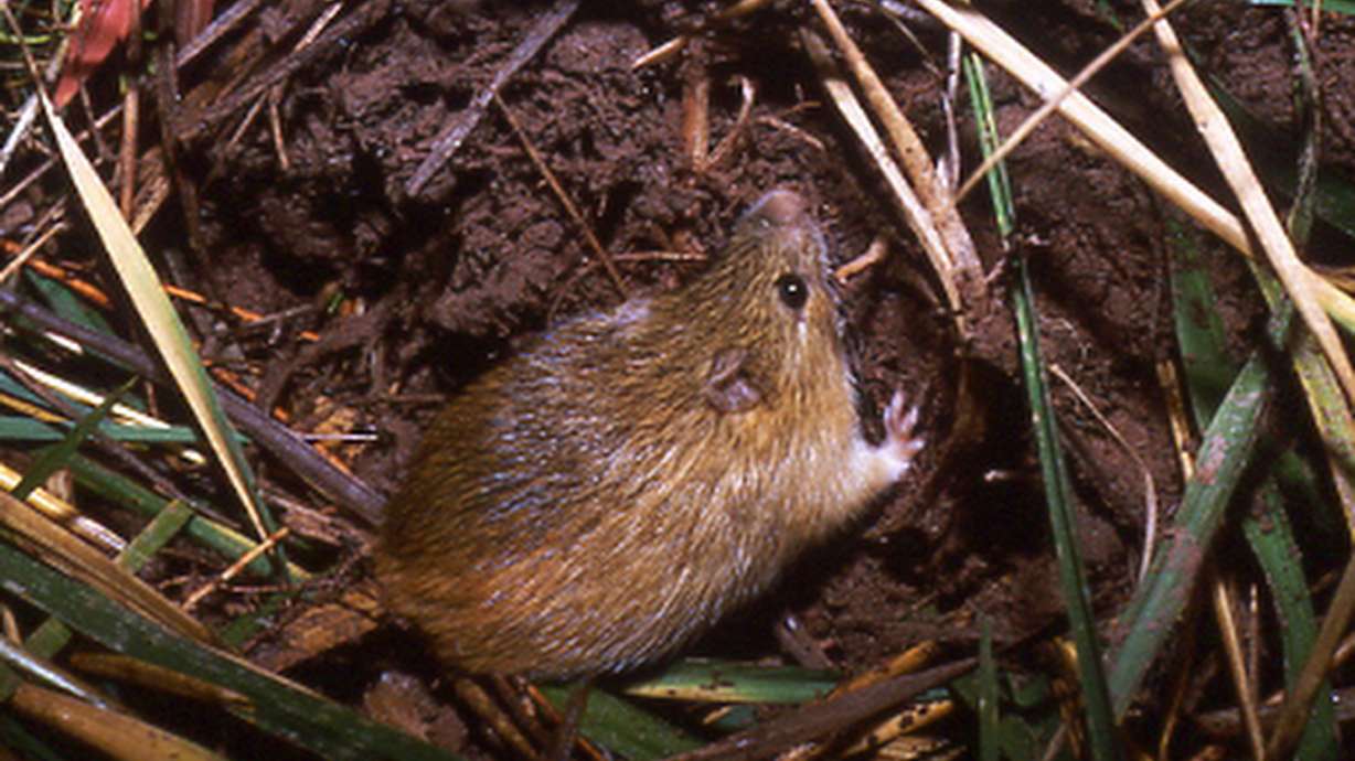 Ranchers sue feds over access to mouse habitat