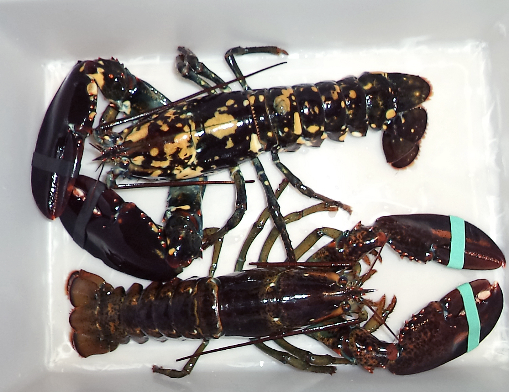 Rare calico lobster turns up at Maine bait shop