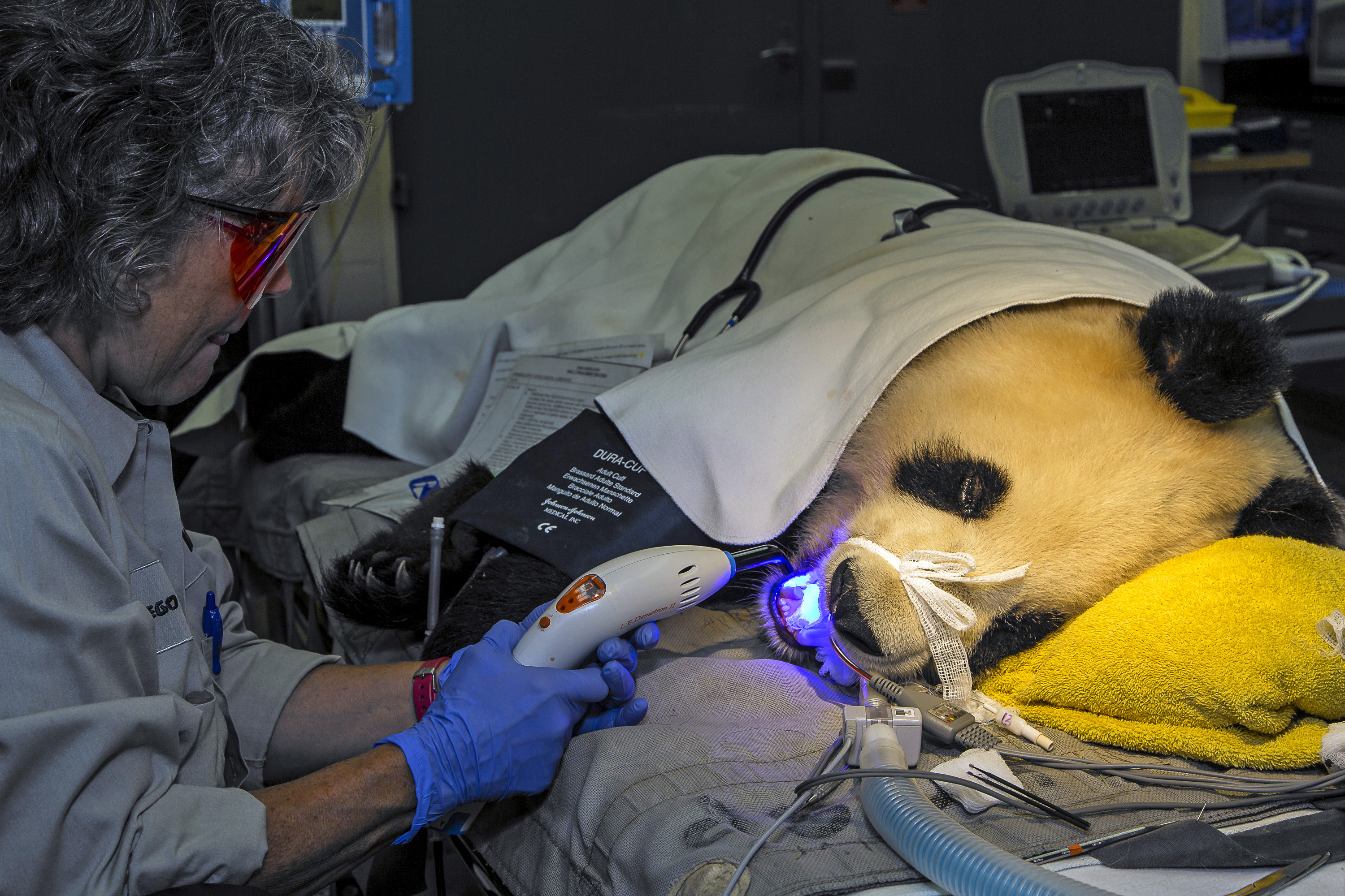Giant San Diego panda gets chipped tooth fixed