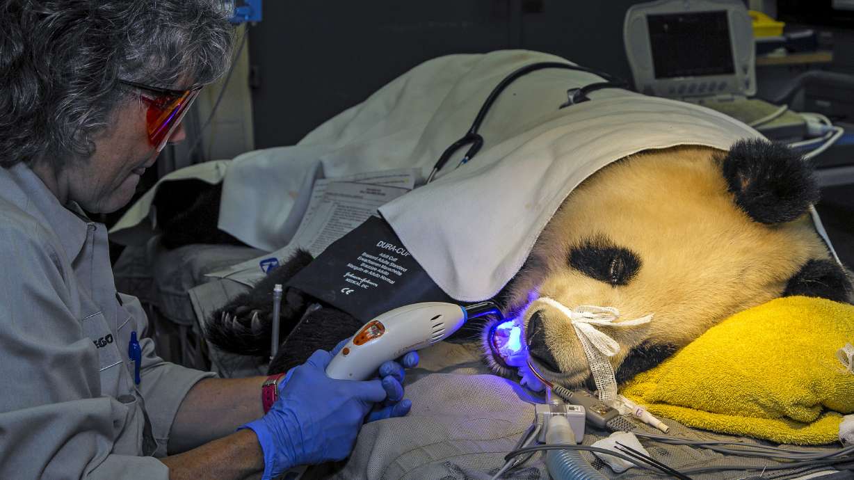 Giant San Diego panda gets chipped tooth fixed