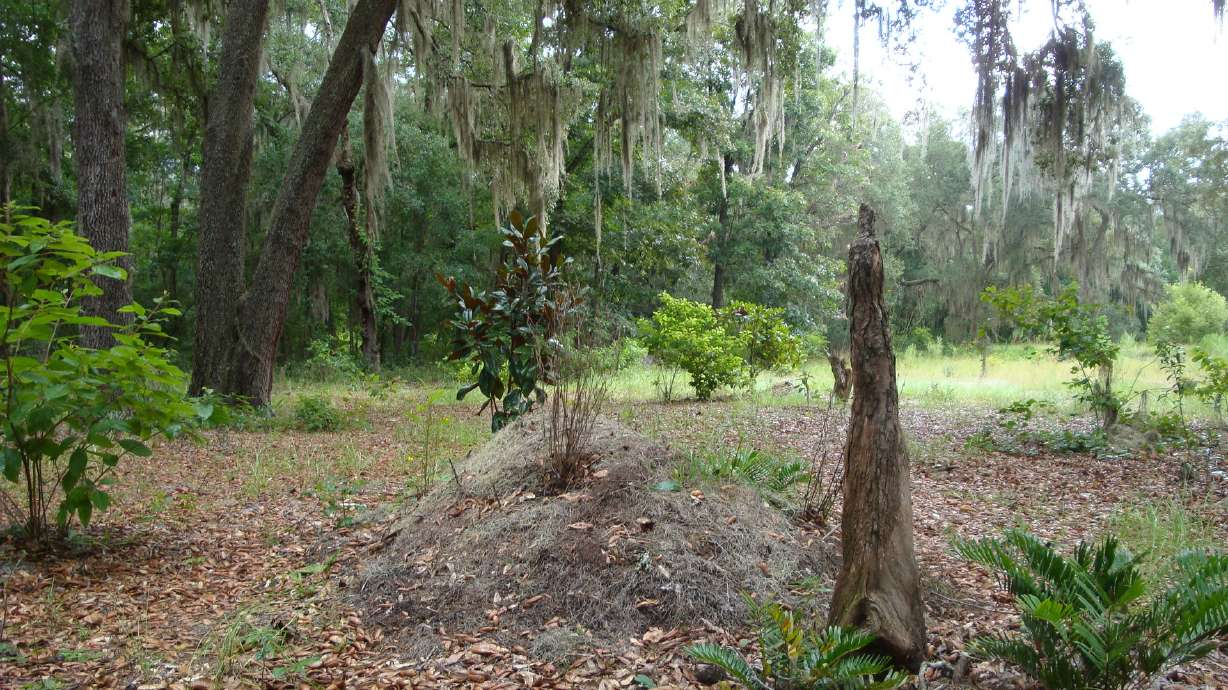 Sending the dead back to the land, naturally