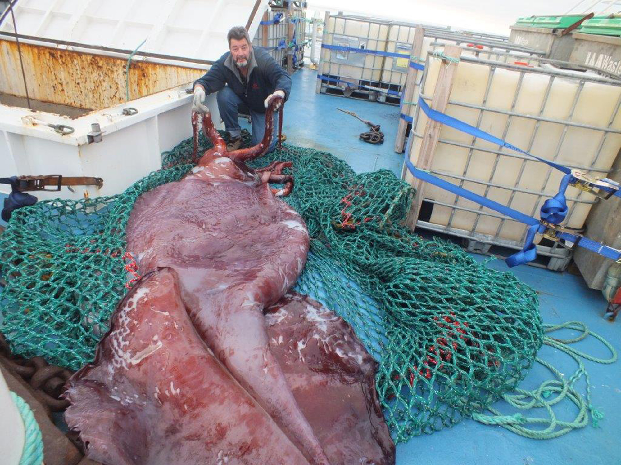 Scientists' colossal squid exam a kraken good show