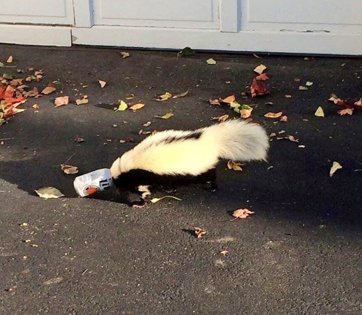 Skunk with head stuck in beer can rescued in Ohio