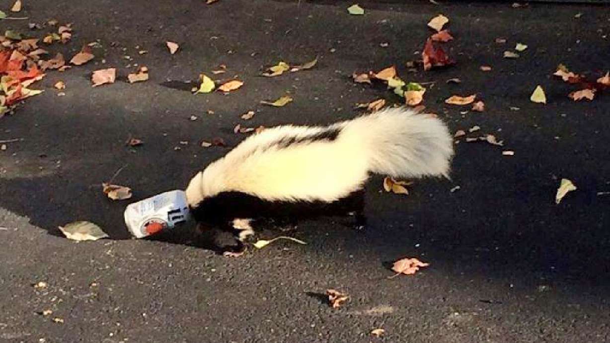 Skunk with head stuck in beer can rescued in Ohio