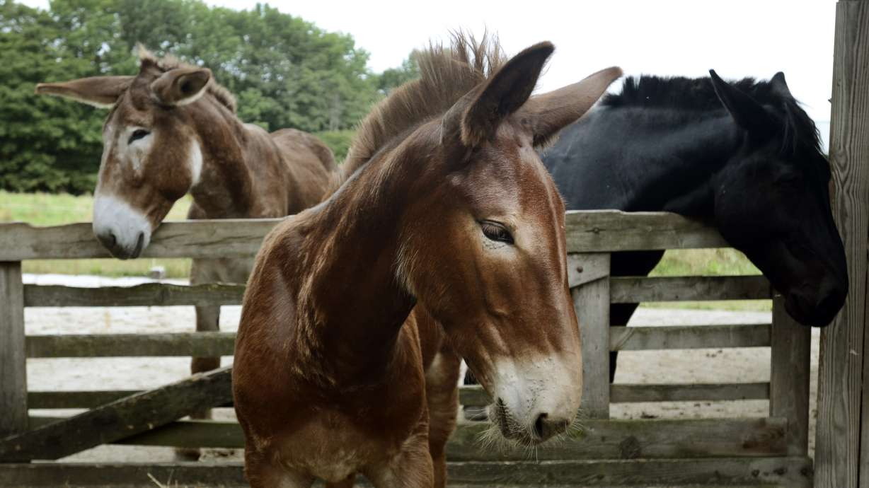 Horse power gains favor among small-scale farmers