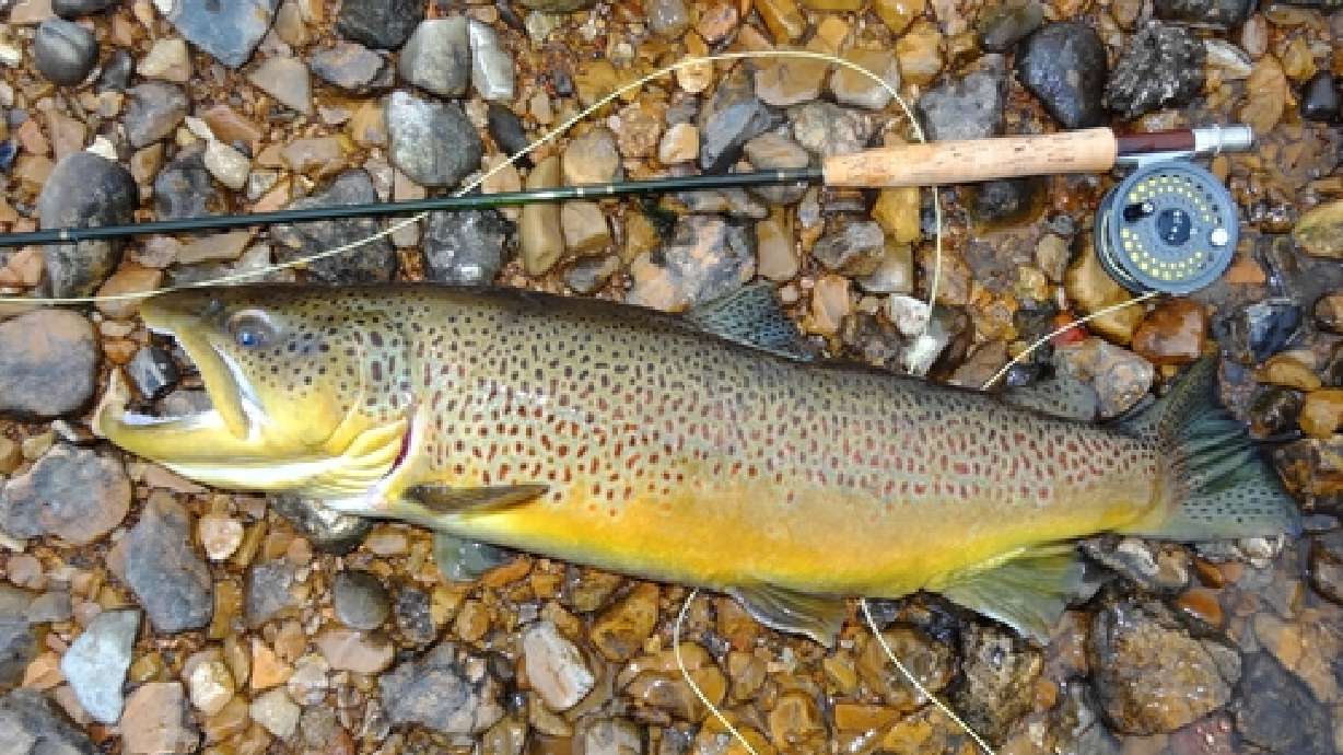 Are weight-based angling records hurting fish species?