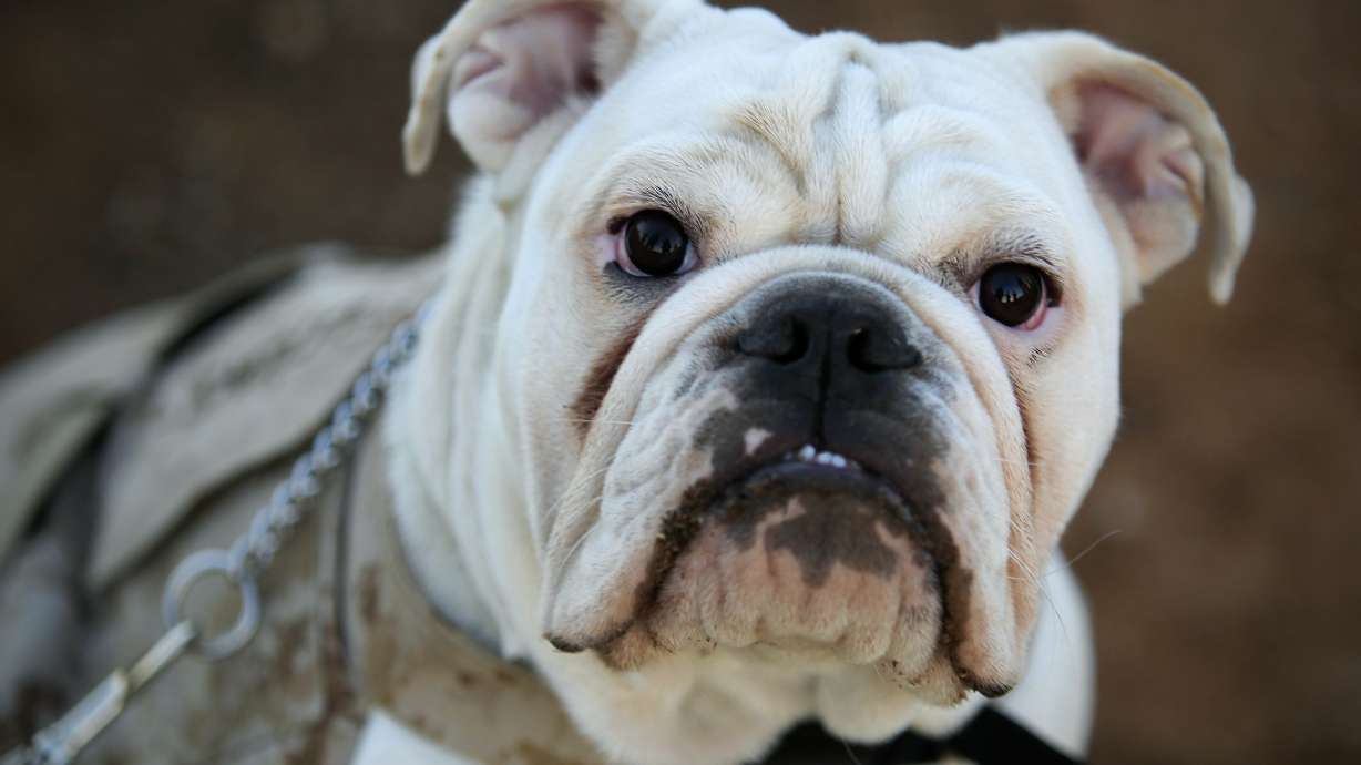 San Diego's new bulldog Marine mascot graduates