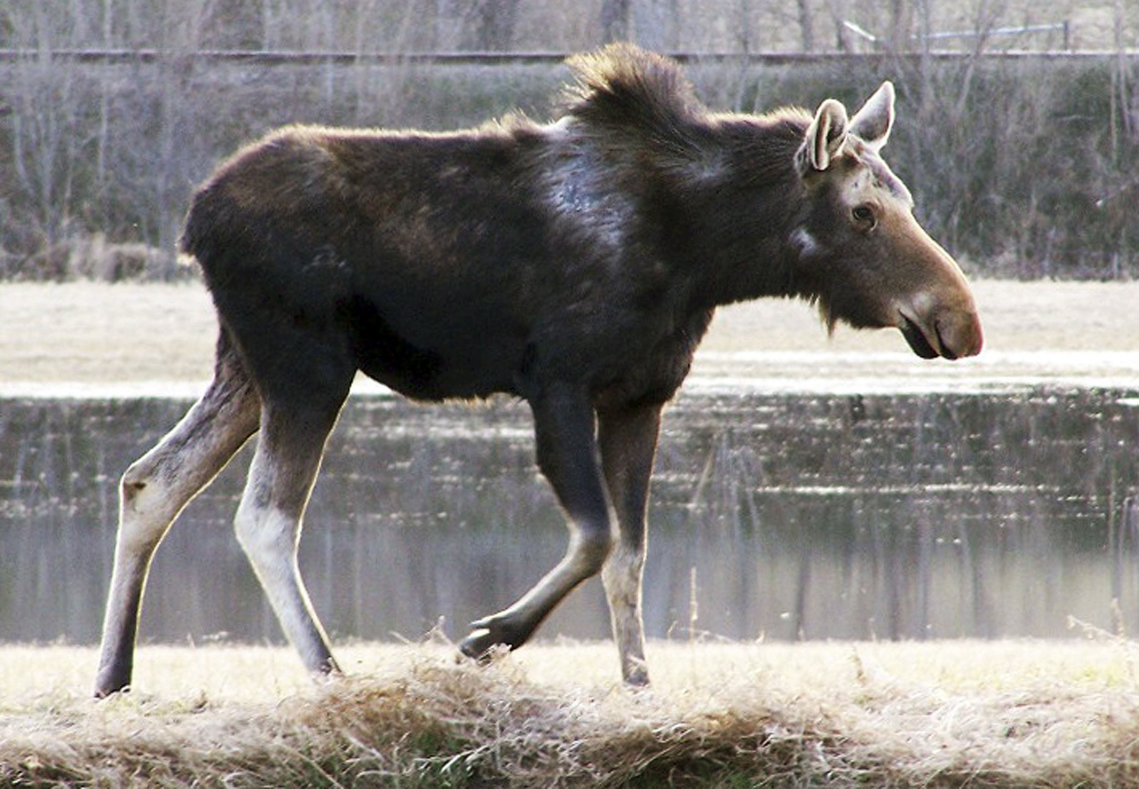 Moose populations down as winter ticks cull herd