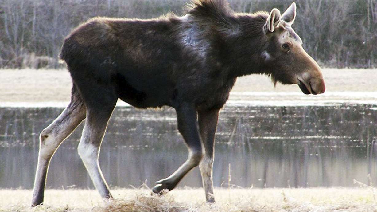Moose populations down as winter ticks cull herd