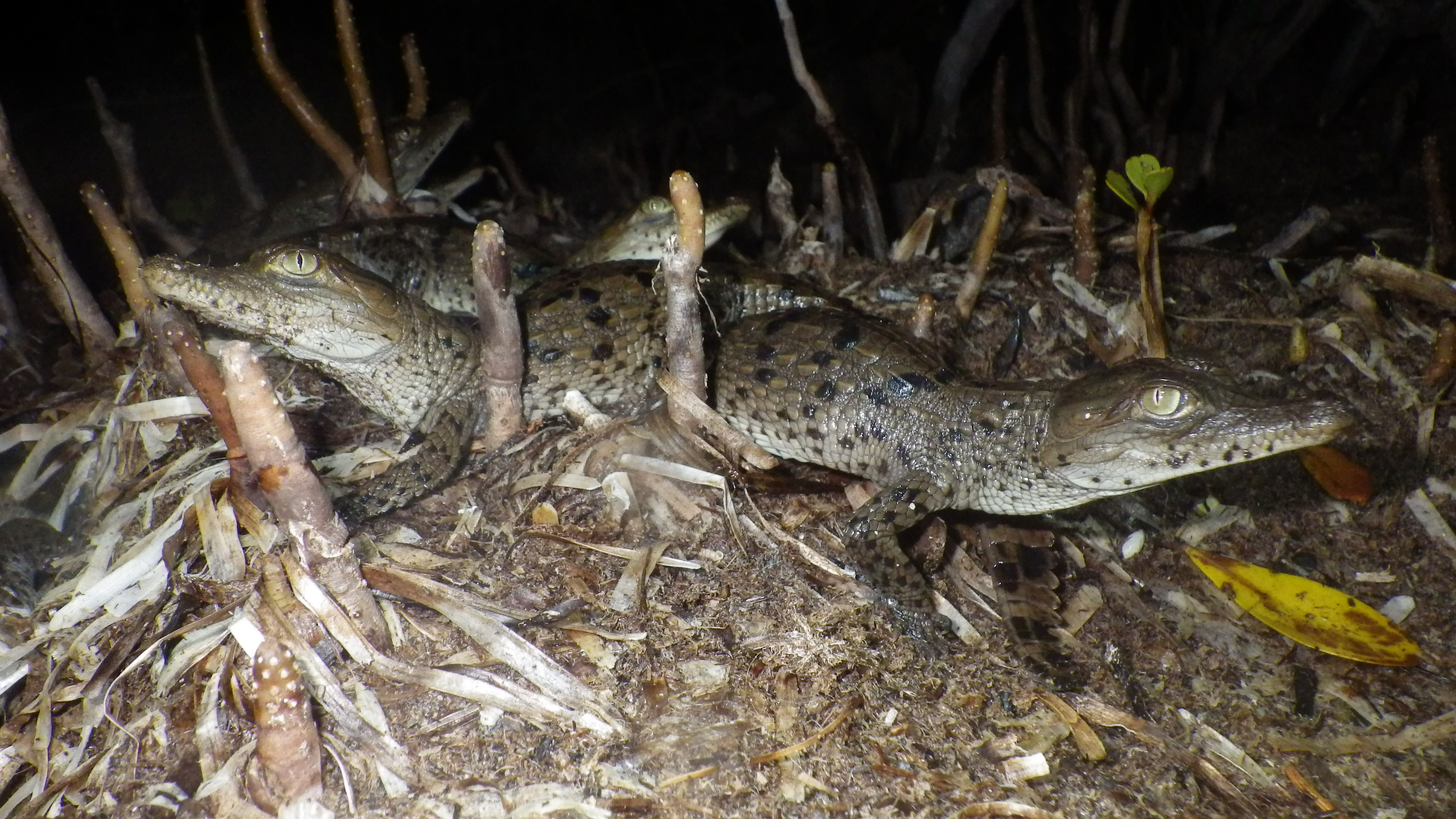 Research: Florida Everglades crocodile numbers up