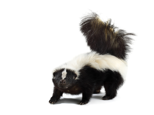 Ohio college president backs skunk safety