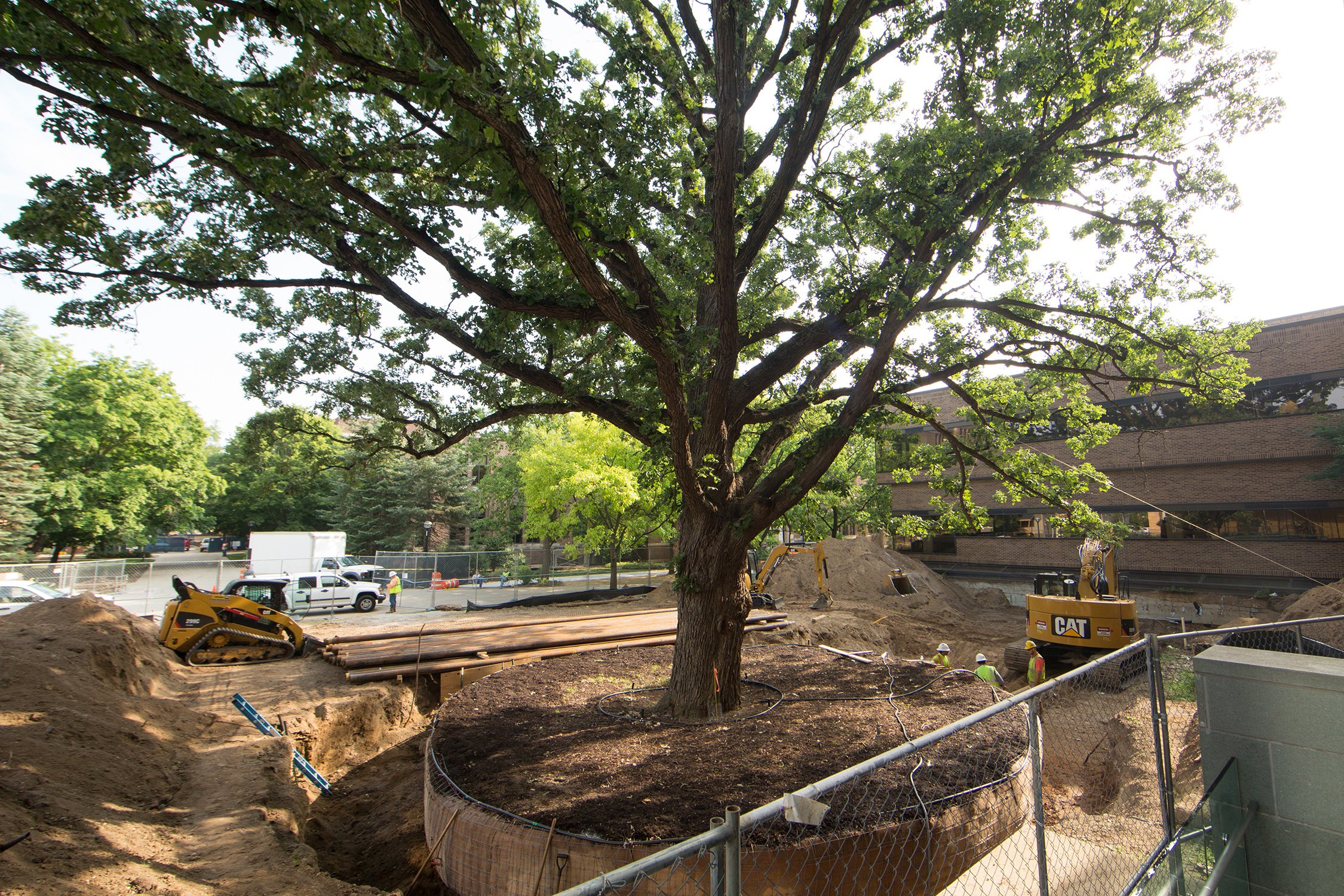 University of Michigan moving centuries-old tree