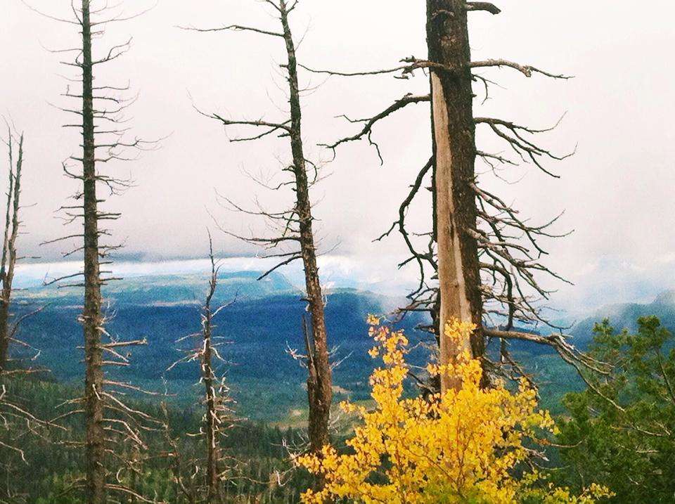 At the overlook on Highway 14, looking down into Zion National Park. Photo Credit: Tiana Heaton-Rymer