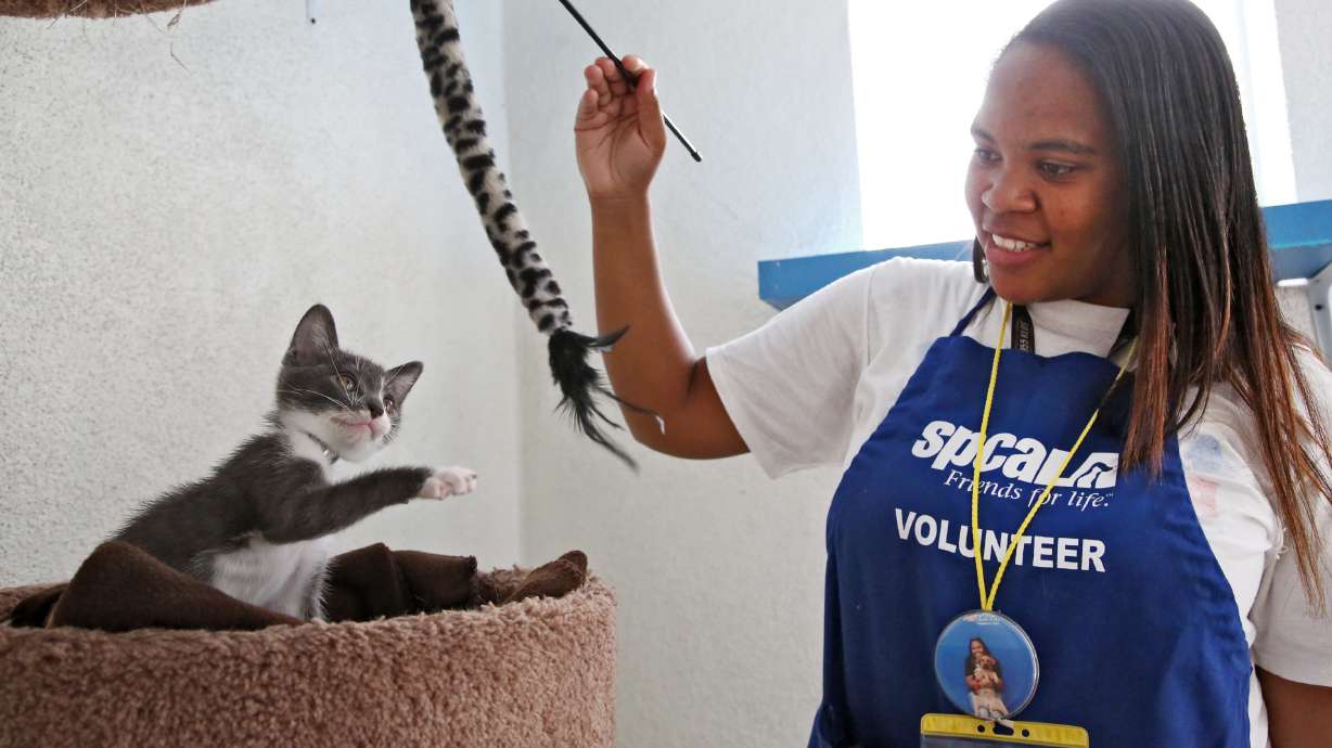 Shelter volunteers take on play time, poop detail