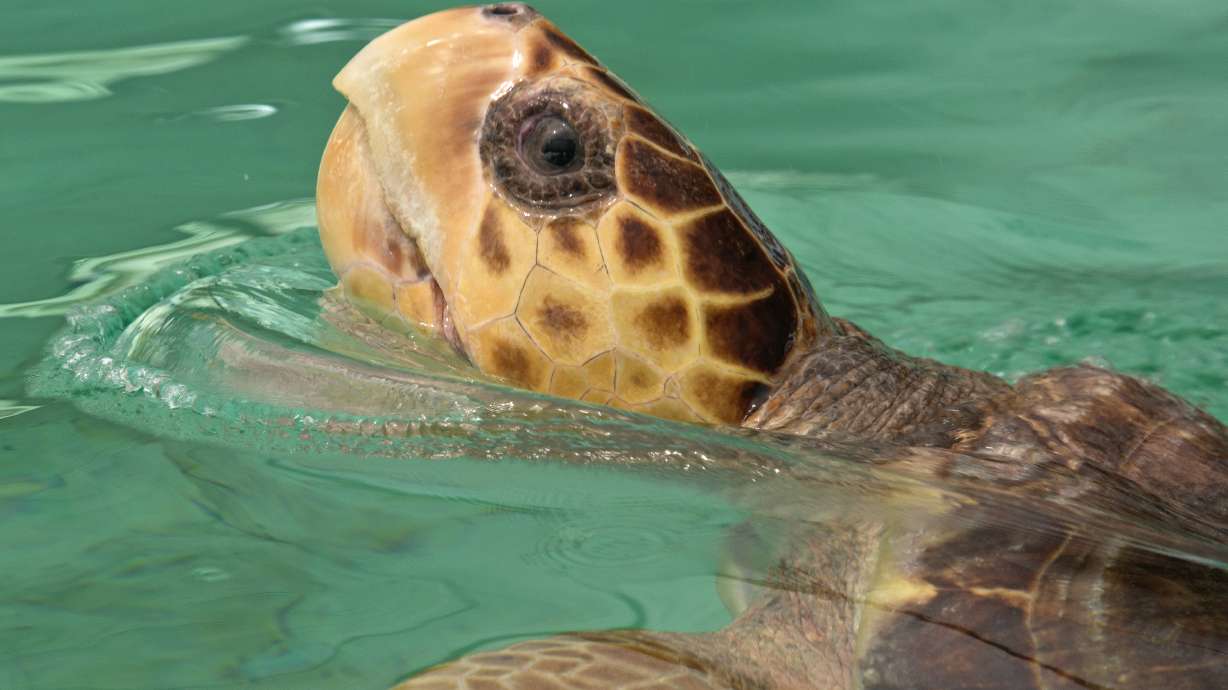 Rescued turtle heading to new home in San Diego