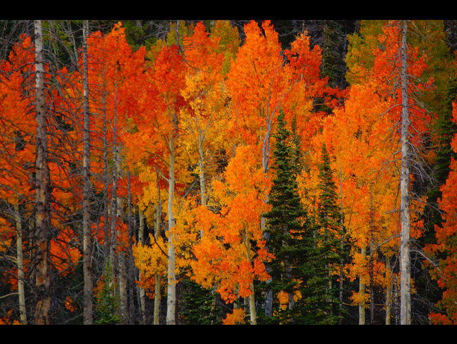 5 Lugares asombrosos para ver los colores del otoño en Utah
