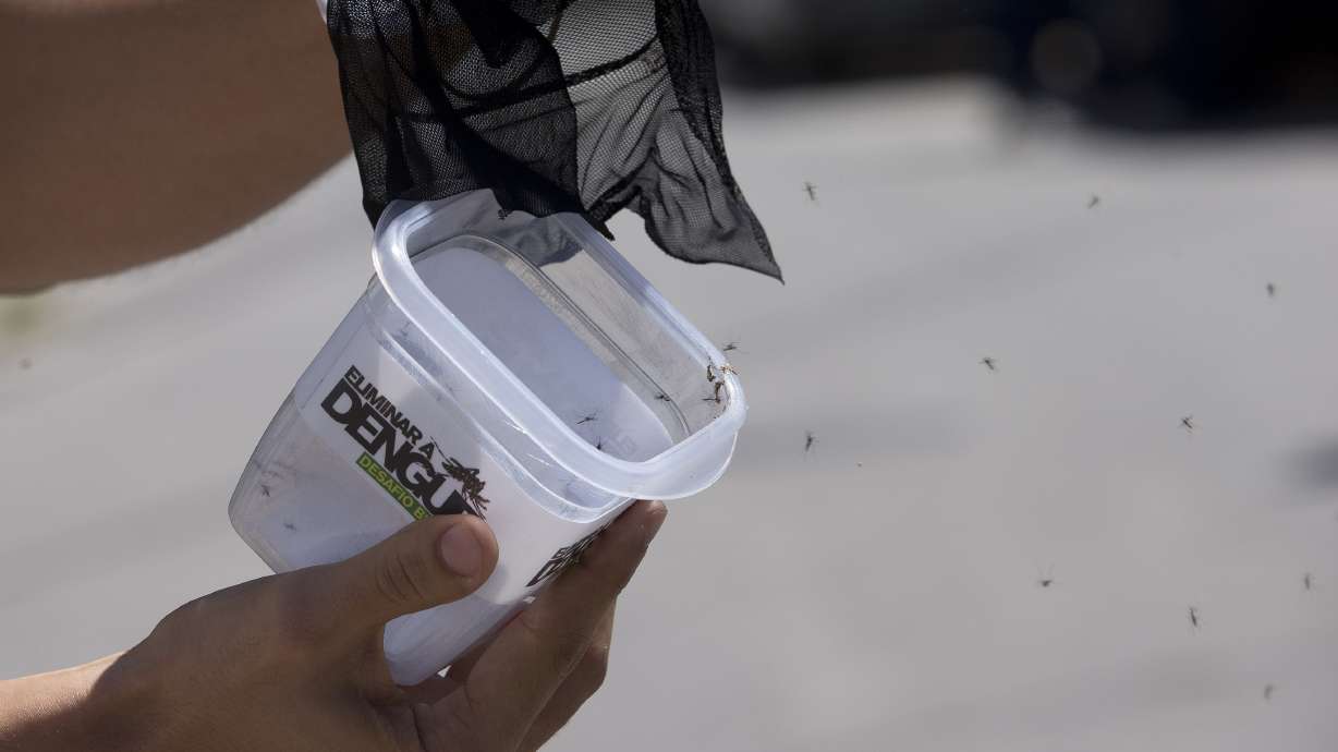 Dengue-blocking mosquito released in Brazil