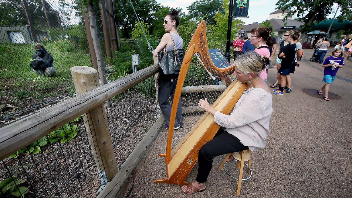 Harpist's mellow tone soothes apes at St. Paul zoo