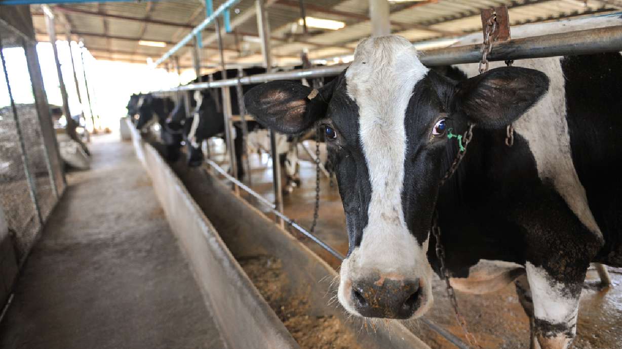 Genetically engineered feed doesn't pose health risk, study says