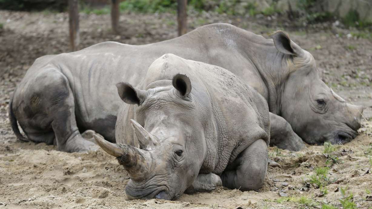 Wildlife populations plummet for 3,000 species