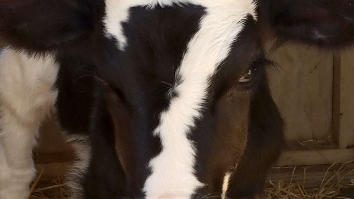 Calf with '7' on its head named for Steelers' Ben