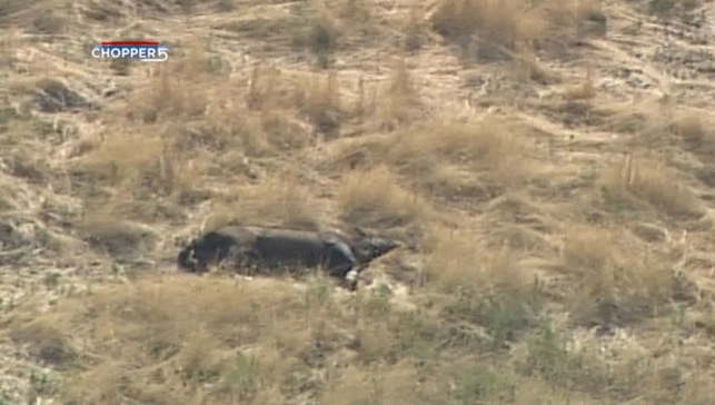 Caballos mueren de sed, dueño es acusado con 10 cargos de crueldad animal