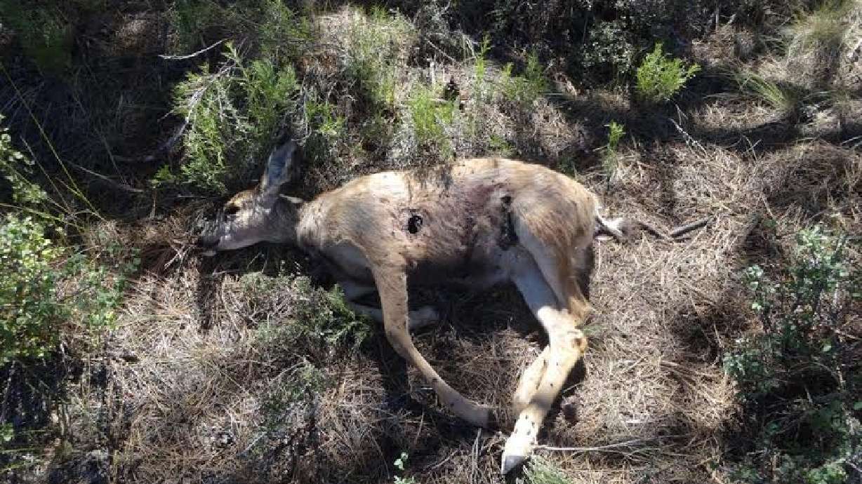DWR seeks information about 2 poached fawns
