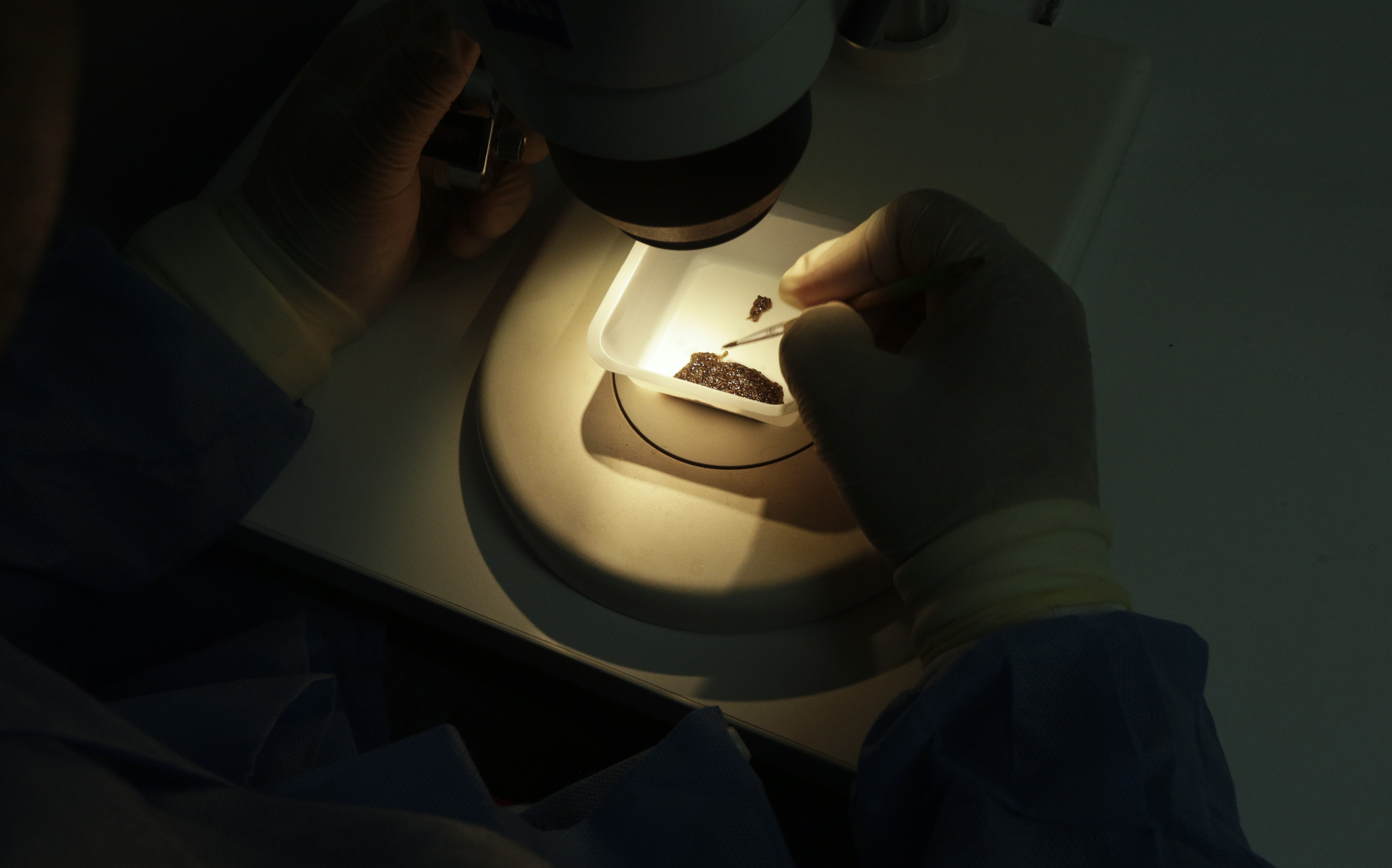New mosquito-borne virus spreads in Latin America