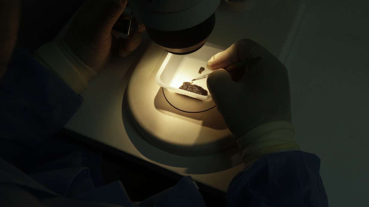 New mosquito-borne virus spreads in Latin America