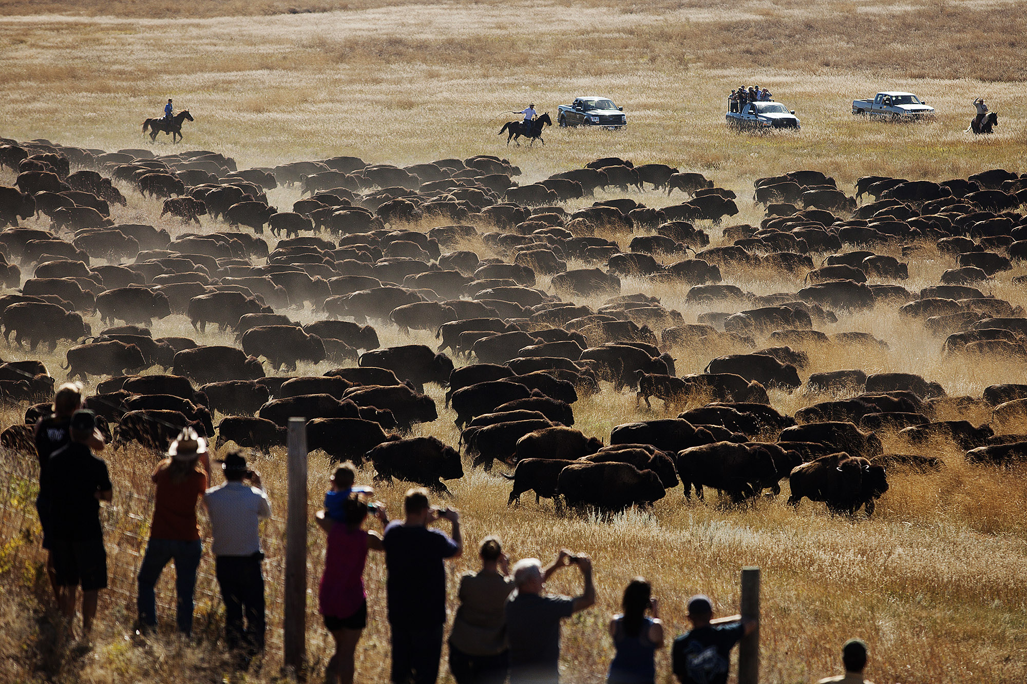 AP PHOTOS: Custer State Park Buffalo Roundup