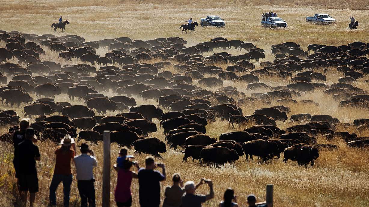AP PHOTOS: Custer State Park Buffalo Roundup