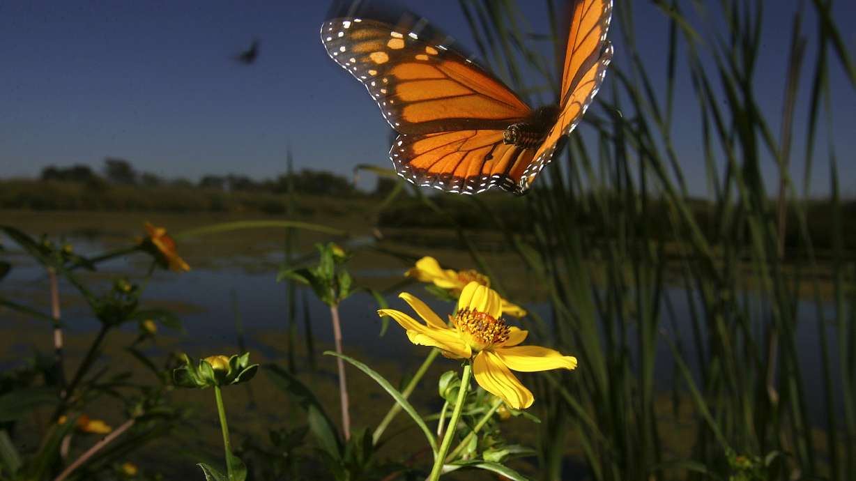 Study: Monarch butterflies evolved in N. America