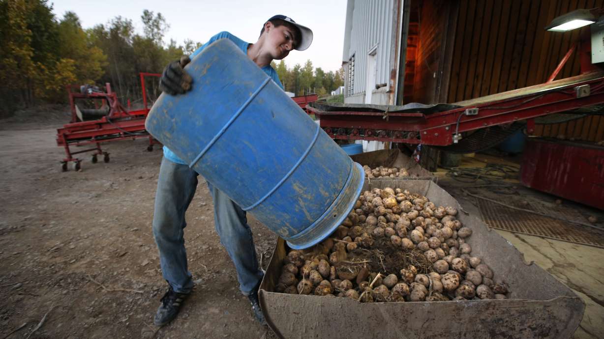 Potato harvest schools Maine teens in hard work