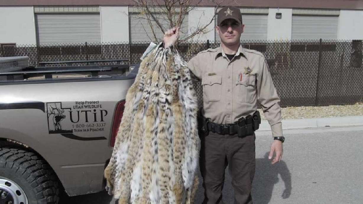 Man pleads guilty to bobcat poaching, ordered to pay over $4k