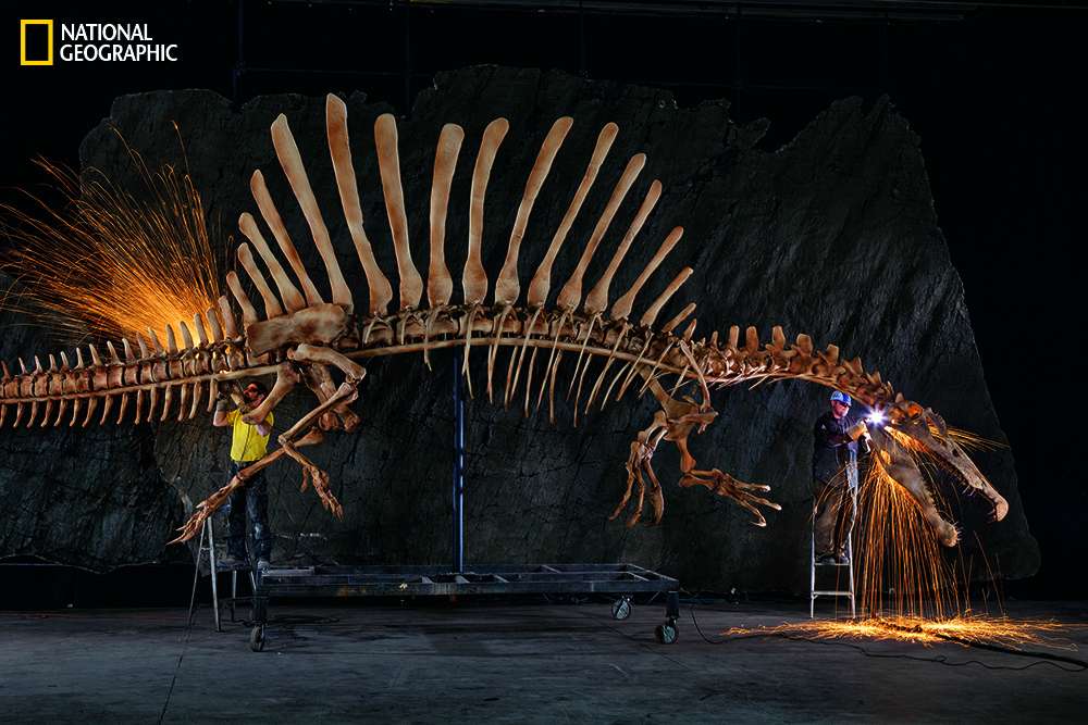 Scientists assembled a spinosaurus model from CT scans of fossils.